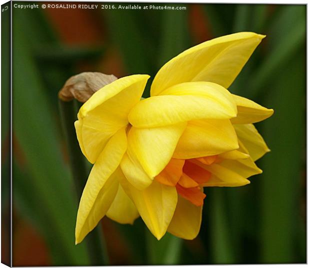 "DOUBLE DAFFODIL" Canvas Print by ROS RIDLEY