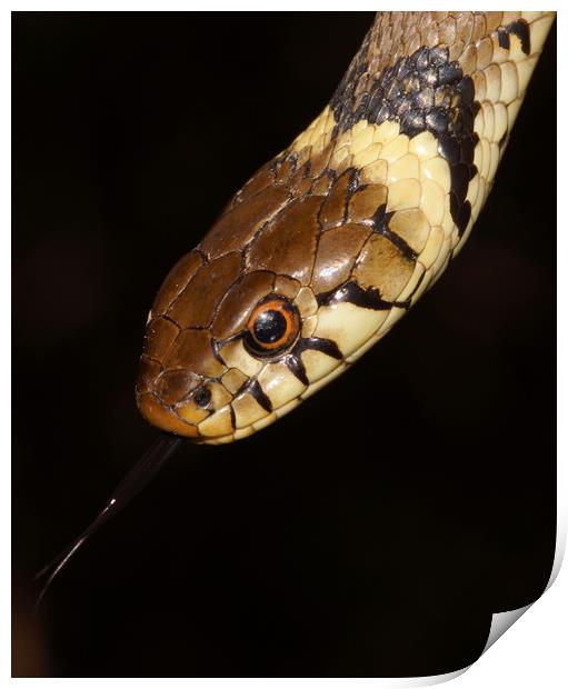 Grass snake Matrix natrix portrait by JCstudios Print by JC studios LRPS ARPS