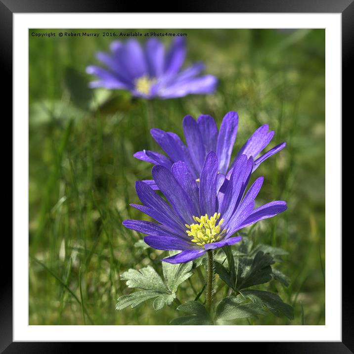 Anemone blanda 2 Framed Mounted Print by Robert Murray