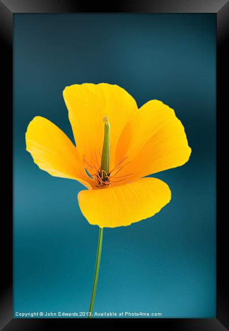 Californian Poppy (Eschscholzia californica) Framed Print by John Edwards