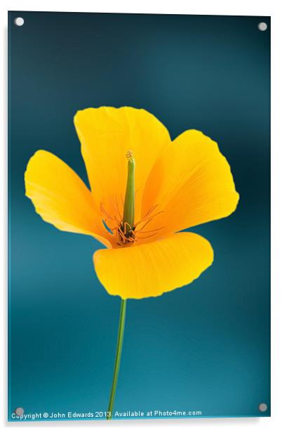 Californian Poppy (Eschscholzia californica) Acrylic by John Edwards