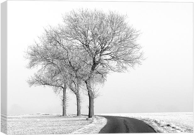 Three black and white Trees in the snow Canvas Print by Will Black
