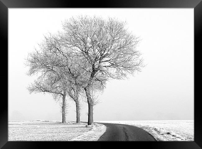 Three black and white Trees in the snow Framed Print by Will Black