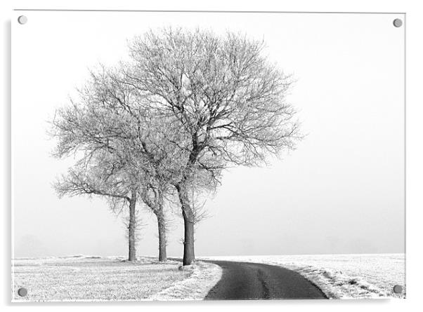 Three black and white Trees in the snow Acrylic by Will Black