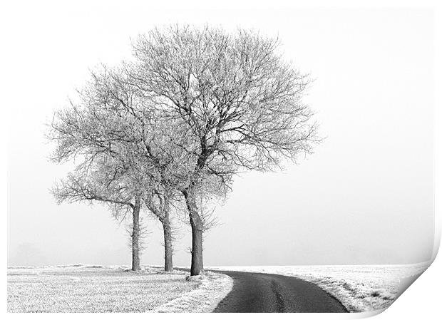 Three black and white Trees in the snow Print by Will Black