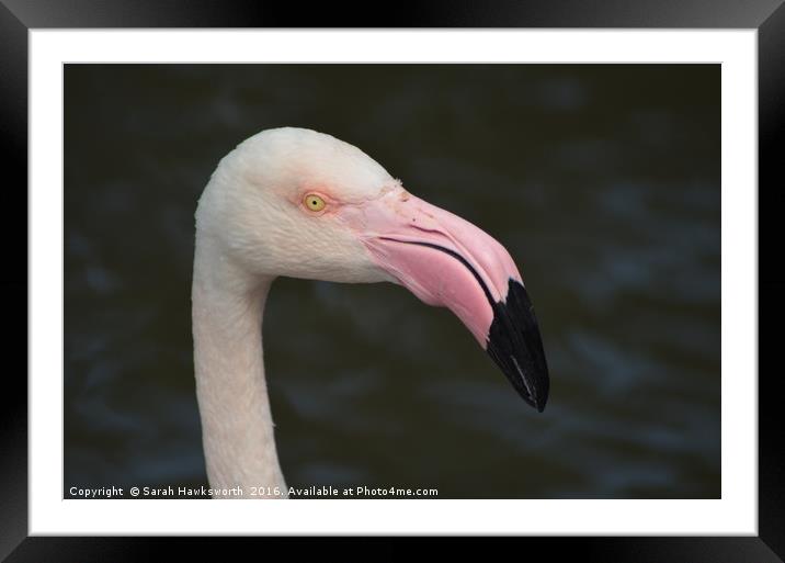 Pink Flamingo Framed Mounted Print by Sarah Hawksworth
