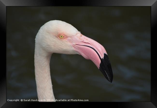 Pink Flamingo Framed Print by Sarah Hawksworth