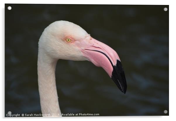 Pink Flamingo Acrylic by Sarah Hawksworth