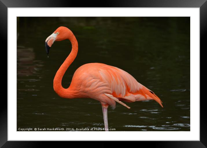 Bright Pink Flamingo Framed Mounted Print by Sarah Hawksworth
