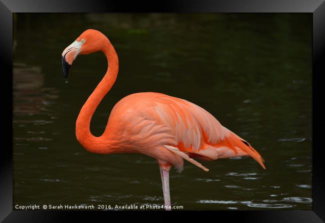 Bright Pink Flamingo Framed Print by Sarah Hawksworth