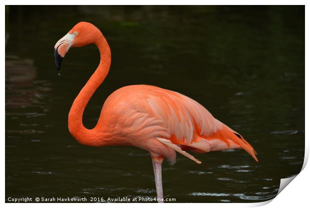 Bright Pink Flamingo Print by Sarah Hawksworth