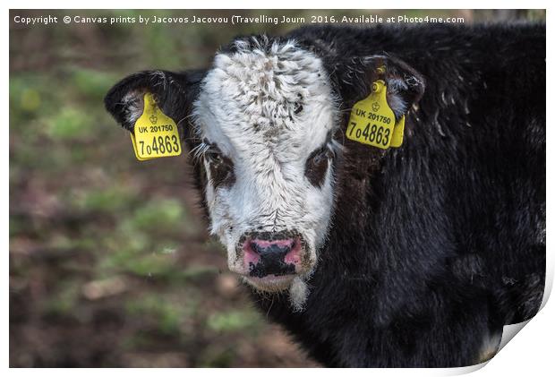 Calf Black Hereford (hybrid) Print by Jack Jacovou Travellingjour