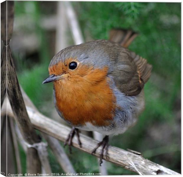 Robin Redbreast with a beady eye Canvas Print by Rosie Spooner