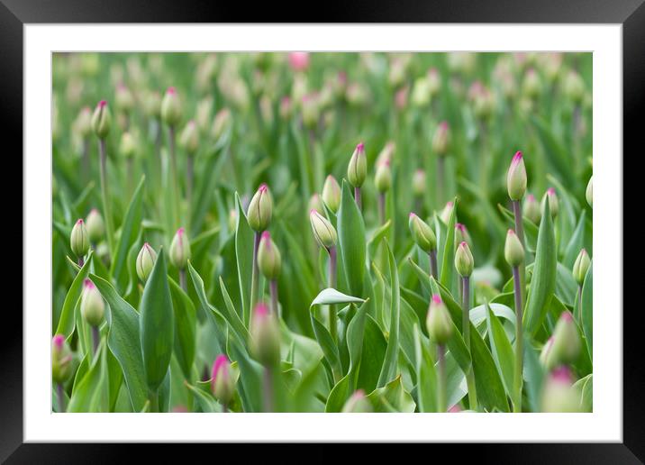 Young tulips field, flower background. Framed Mounted Print by Tartalja 