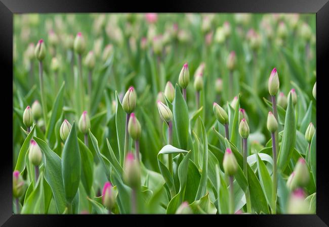 Young tulips field, flower background. Framed Print by Tartalja 