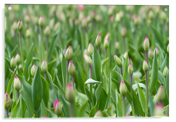 Young tulips field, flower background. Acrylic by Tartalja 