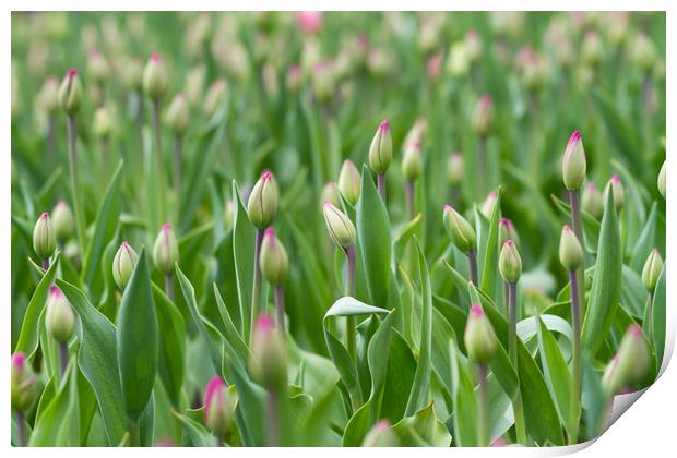 Young tulips field, flower background. Print by Tartalja 