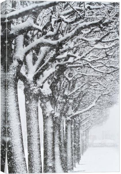  Trees and snow Canvas Print by Tartalja 