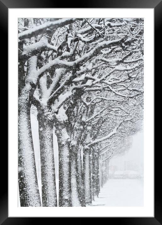  Trees and snow Framed Mounted Print by Tartalja 