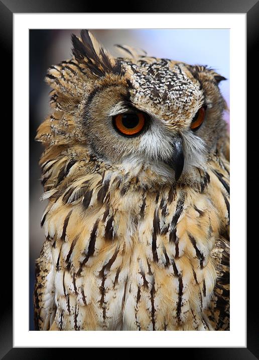 Eagle Owl Framed Mounted Print by David French