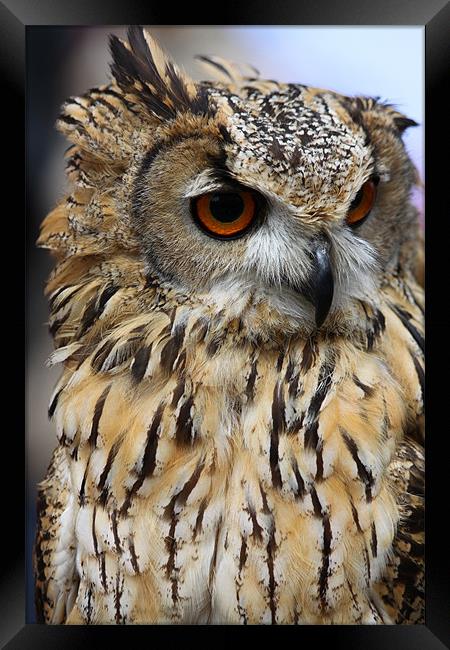 Eagle Owl Framed Print by David French