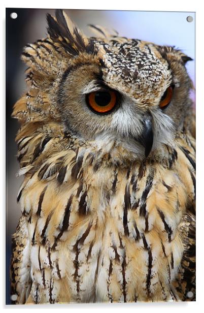 Eagle Owl Acrylic by David French
