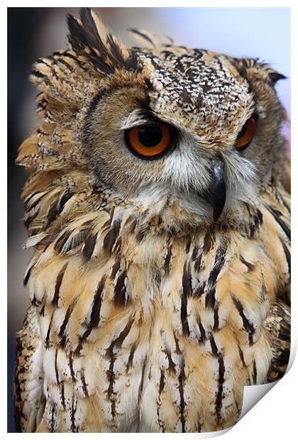 Eagle Owl Print by David French