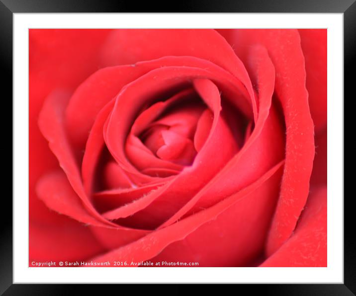 Red Rose Framed Mounted Print by Sarah Hawksworth