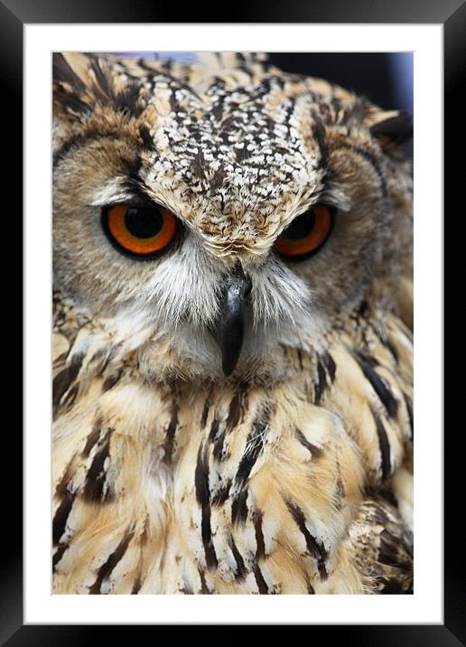 Eagle Owl Framed Mounted Print by David French