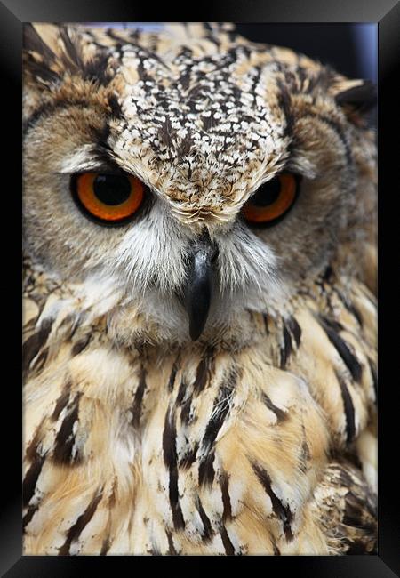 Eagle Owl Framed Print by David French