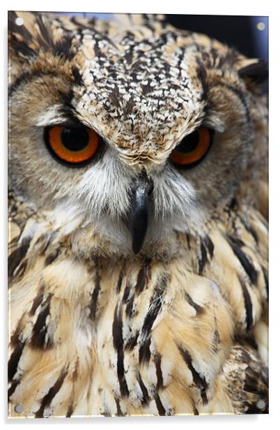 Eagle Owl Acrylic by David French