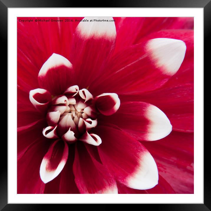 Dahlia Framed Mounted Print by Michael Greaves