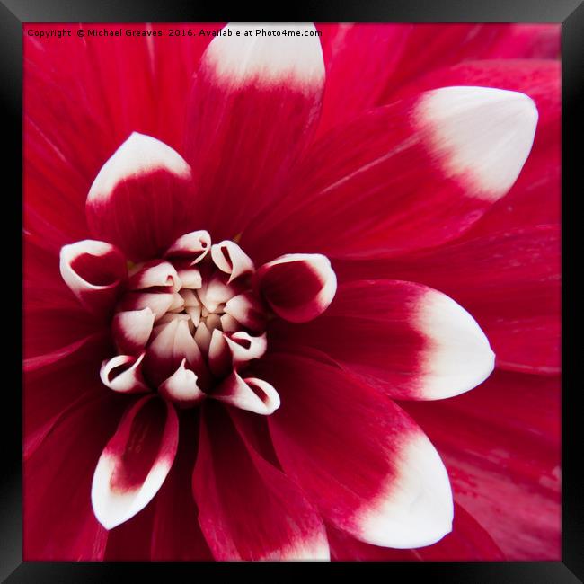 Dahlia Framed Print by Michael Greaves