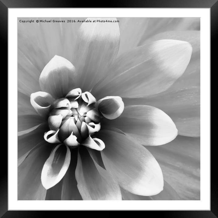 Dahlia - Mono Framed Mounted Print by Michael Greaves