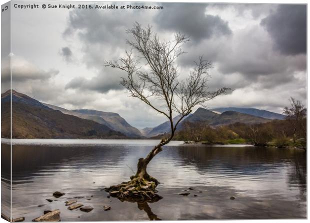 The tree in the lake.Llyn Padarn,North Wales Canvas Print by Sue Knight