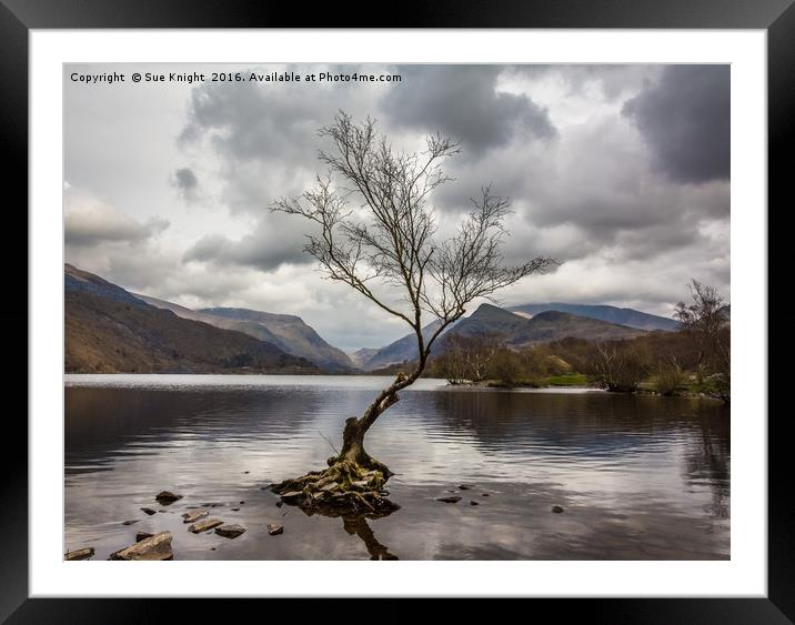 The tree in the lake.Llyn Padarn,North Wales Framed Mounted Print by Sue Knight