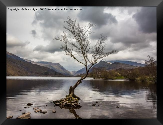 The tree in the lake.Llyn Padarn,North Wales Framed Print by Sue Knight