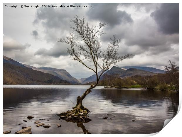 The tree in the lake.Llyn Padarn,North Wales Print by Sue Knight