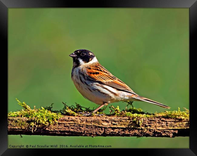 Reed Bunting Framed Print by Paul Scoullar