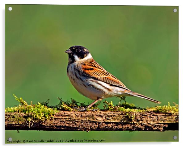 Reed Bunting Acrylic by Paul Scoullar