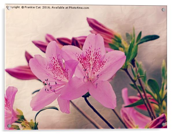 Azalea Blooms Acrylic by Frankie Cat