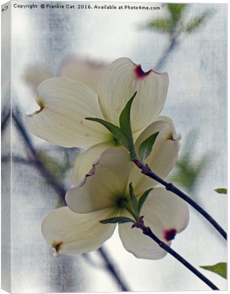 Dogwood Blossoms Canvas Print by Frankie Cat