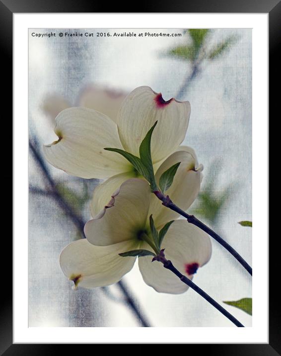 Dogwood Blossoms Framed Mounted Print by Frankie Cat