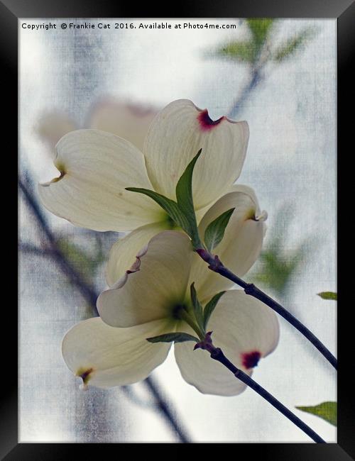 Dogwood Blossoms Framed Print by Frankie Cat