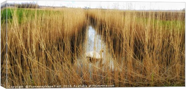 Reed beds in Kent , with a swan  Canvas Print by Framemeplease UK