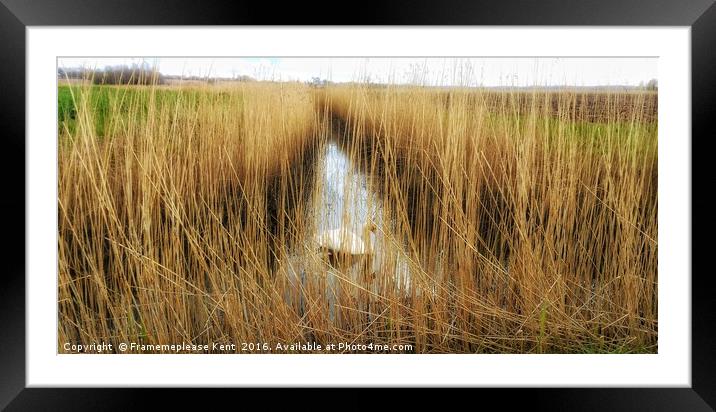 Reed beds in Kent , with a swan  Framed Mounted Print by Framemeplease UK