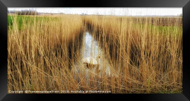 Reed beds in Kent , with a swan  Framed Print by Framemeplease UK