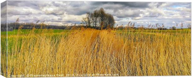 Reed bed in Kent  Canvas Print by Framemeplease UK