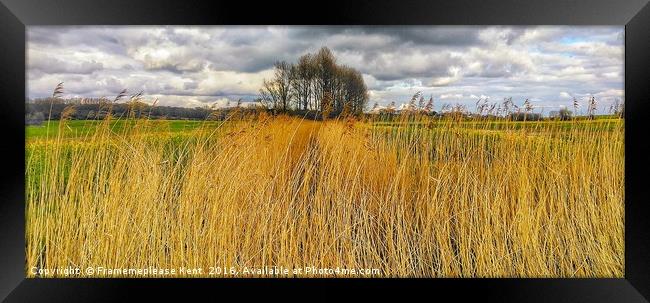 Reed bed in Kent  Framed Print by Framemeplease UK