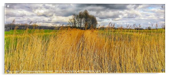 Reed bed in Kent  Acrylic by Framemeplease UK